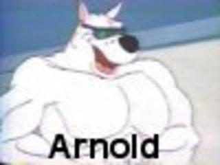Arnold the Pitbull