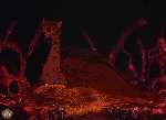 Smaug