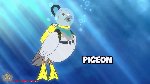 Pigeon