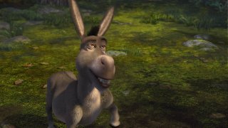 Donkey